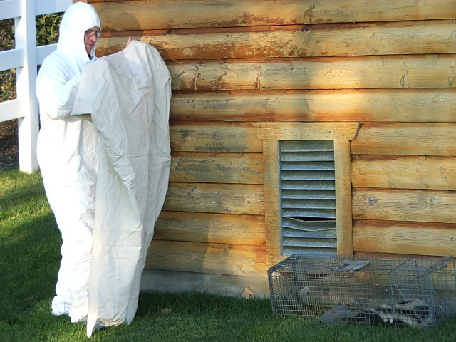 skunk removal by Allstate Animal Control